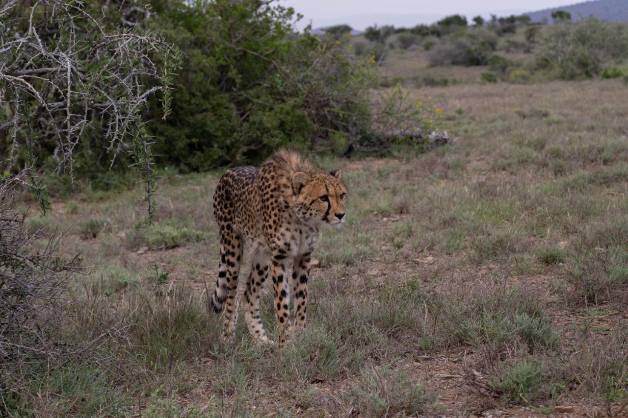 Kuzuko Lodge Addo Exterior foto
