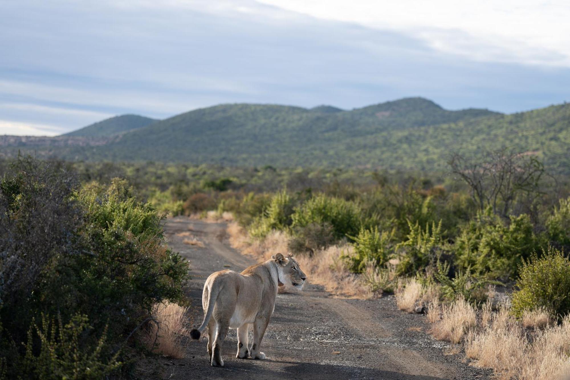 Kuzuko Lodge Addo Exterior foto